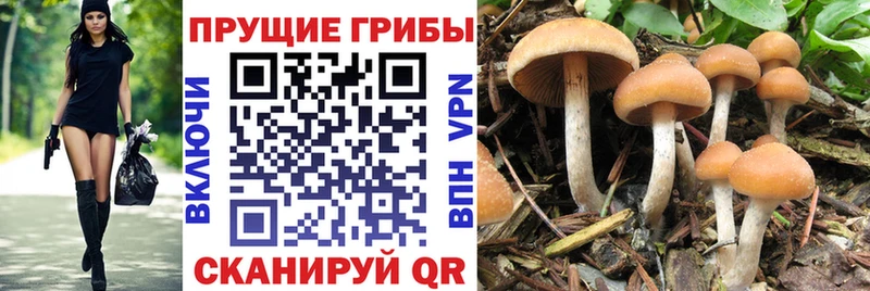 Псилоцибиновые грибы прущие грибы  omg сайт  Северодвинск 